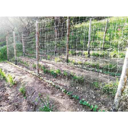 RETE RAMPICANTE CARDINALE 2x50 mt - colore bianco