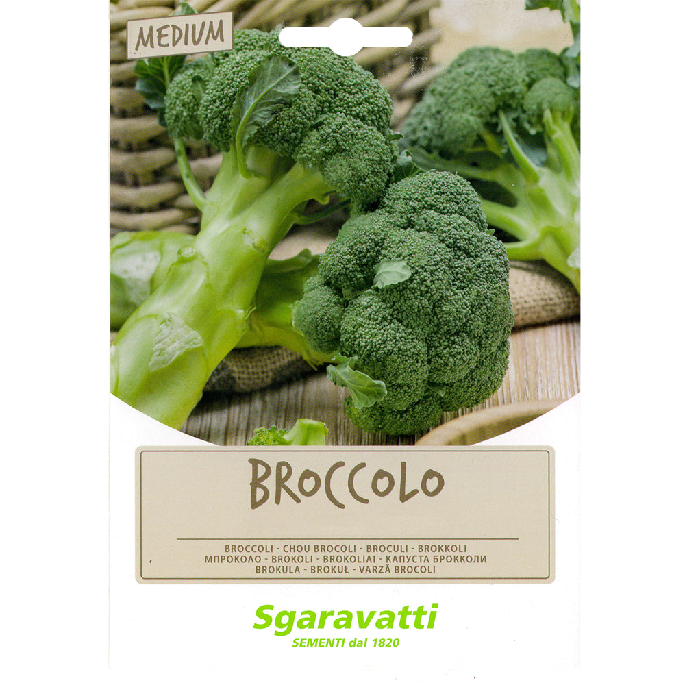 SAATGUT FÜR DICKBOHNEN Broccoletto sessantino leccese cima gross.- 100 g
