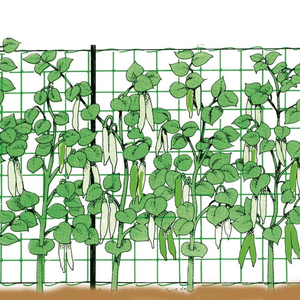 TREILLIS POUR PLANTES GRIMPANTES TENAX 1,7x1000 m - couleur blanc