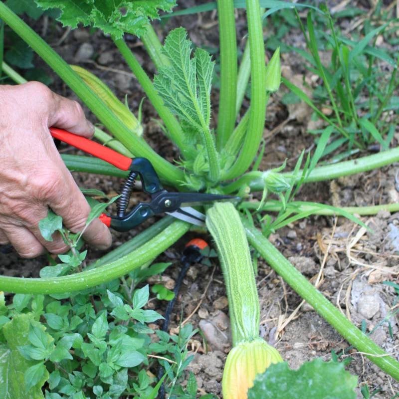 FORBICI COGLIFRUTTA E ORTAGGI CARDINALE 19 cm