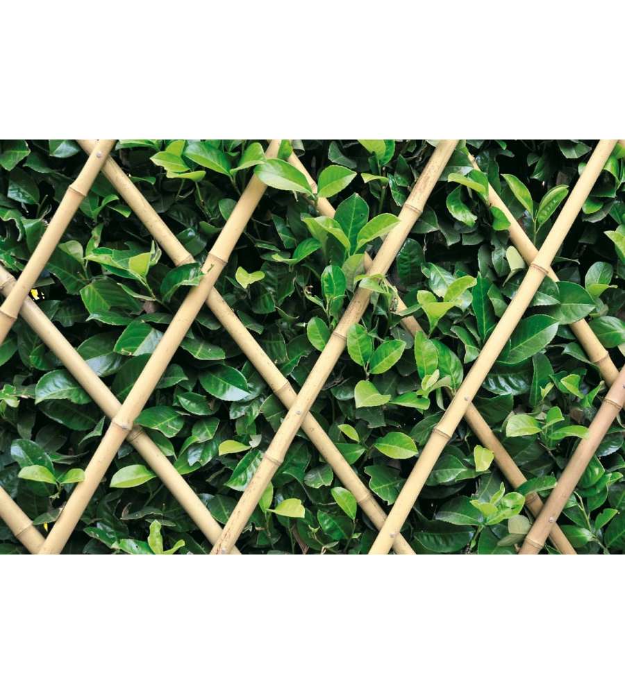 TRALICCIO BAMBOO cm 150x180h